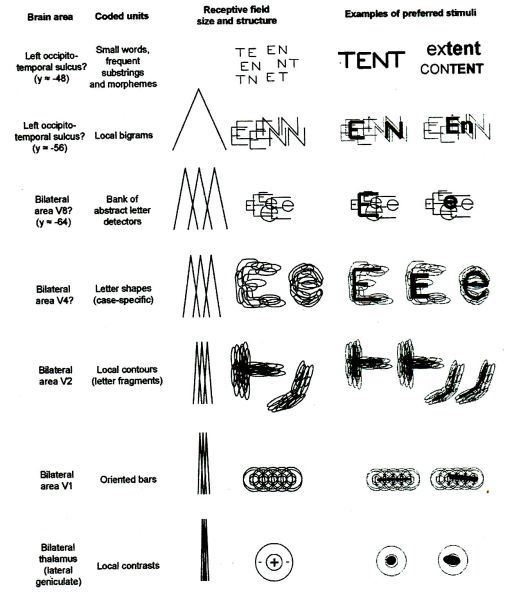 File:Page 151 from readinginthebrain.jpg